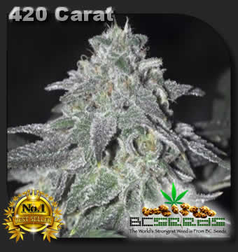 420 carat feminized cannabis seeds