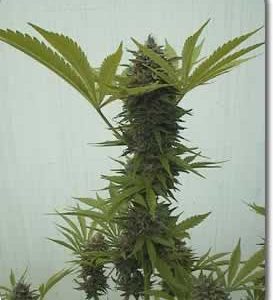 Afghani marijuana seeds