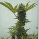 Afghani marijuana seeds