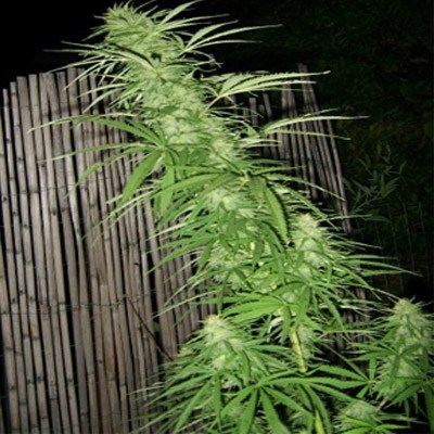 African Cannabis Seeds