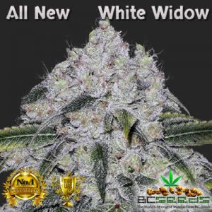 All New White Widow