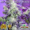 All New White Widow Bud