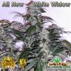 All New White Widow Seeds