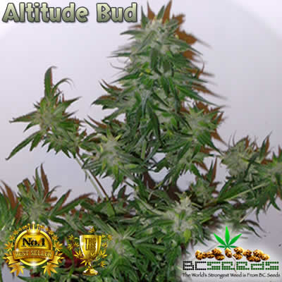 Altitude Bud