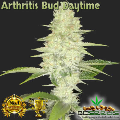 Arthritis Bud Daytime