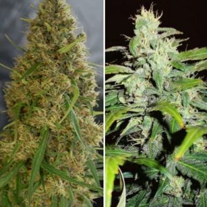 Auto Flowering Combo Pack