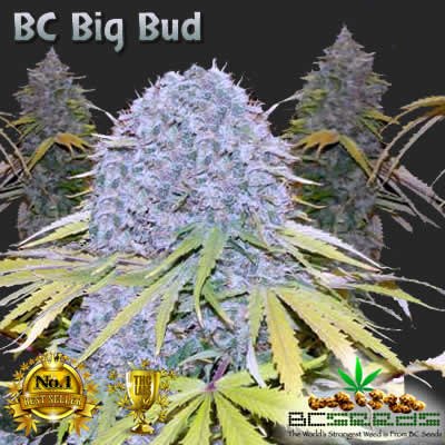 BC Big Bud