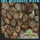 BC Seeds IBL Breeders Pack