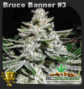 Bruce Banner No 3