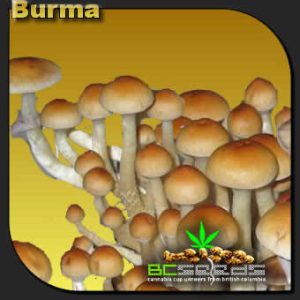 Burma Shrooms