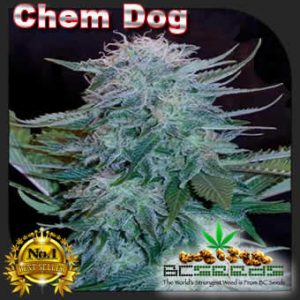 Chem Dog