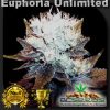 Euphoria Unlimited