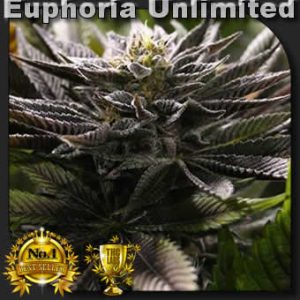 Euphoria Unlimited Seeds