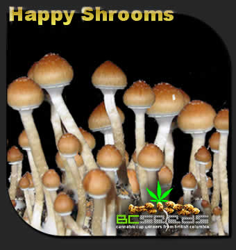 Happy Shrooms
