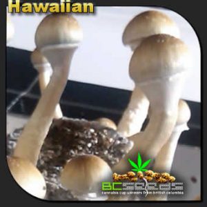 Hawaiian Shrooms