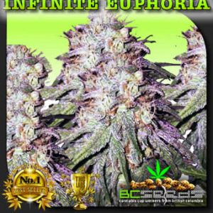 Infinite Euphoria Bud