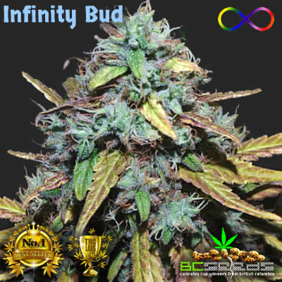 Infinity Bud