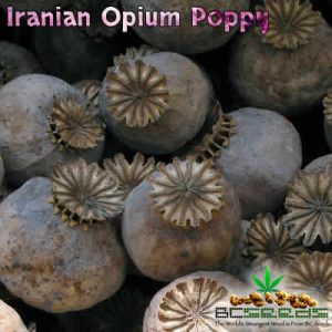 Iranian Opium Poppy Seeds