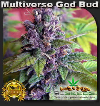 Multiverse God Bud