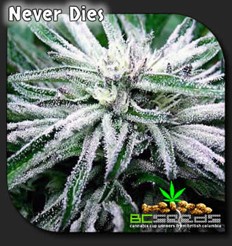 Never Dies Cannabis Plant