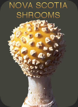 Nova scotia Shrooms