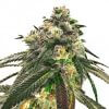 OG Kush Feminized Marijuana Seeds
