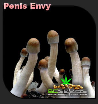 Penis Envy Shrooms