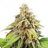 Pixie Dust Feminized Cannabis Seeds