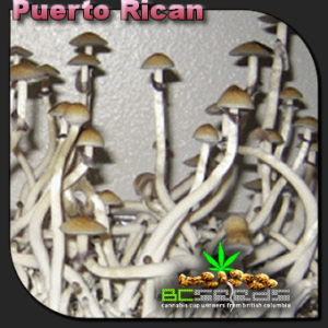Puerto Rican Shrooms