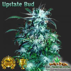Upstate Bud Flowering