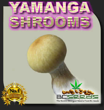 Yamanga Shrooms