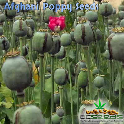 Afghani Opium Poppy Seeds