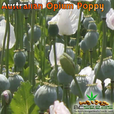 Australian Opium Poppy Seeds