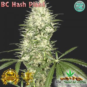 BC Hash Plant