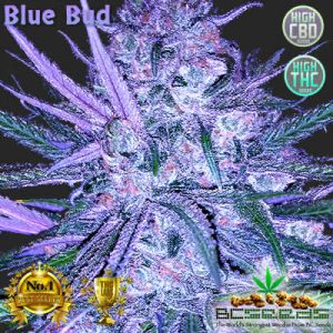 Blue Bud