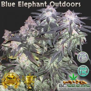Blue Elephant Outdoors