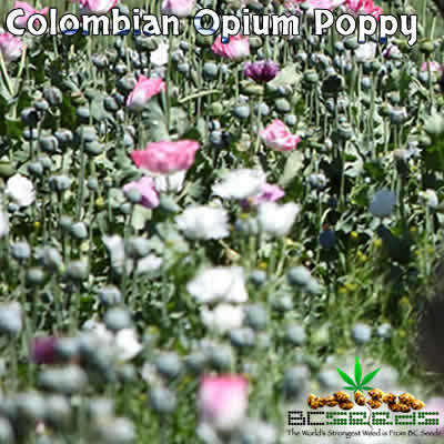 Colombian Opium Poppy Seeds