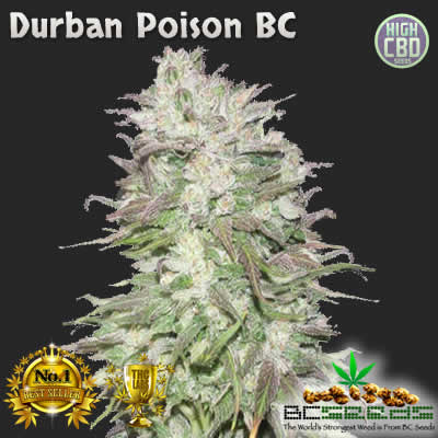 Durban Poison BC