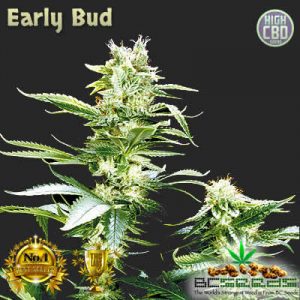 Early Bud BC Seeds