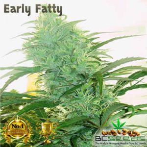 Early Fatty Cannabis Strain