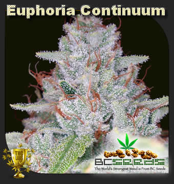 Euphoria Continuum Bud