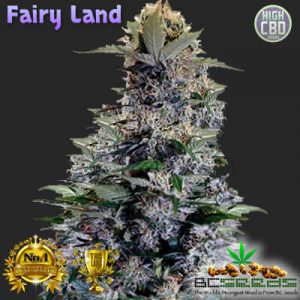 Fairy Land Bud