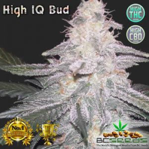 High IQ Cannabis Strain