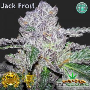 Jack Frost Bud