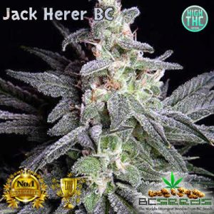Jack Herer BC