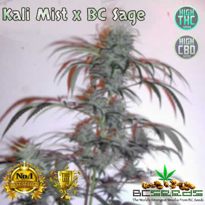 Kali Mist x BC Sage