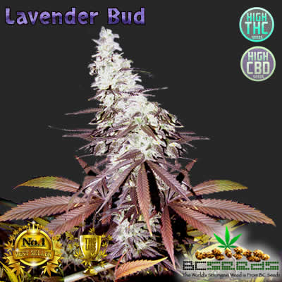 Lavender Bud