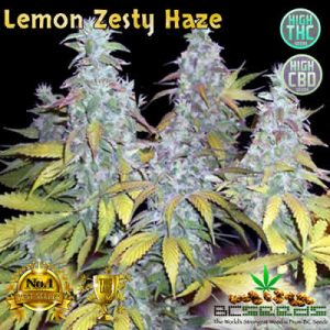 Lemon Zesty Haze