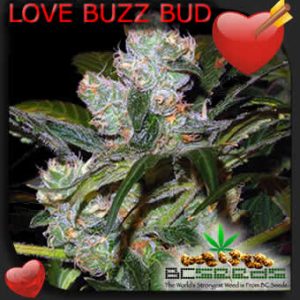 Love Buzz Bud