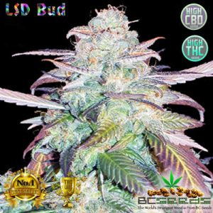 LSD Bud